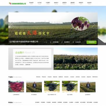 辽宁北镇诚信葡萄苗（网址：www.jzcxptm.com）