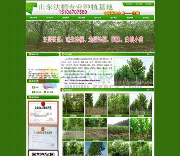 山东法桐专业种植基地