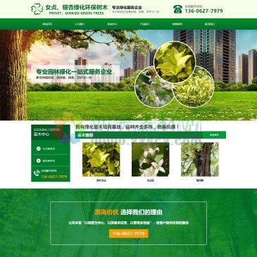 女贞、银杏绿化环保树木
